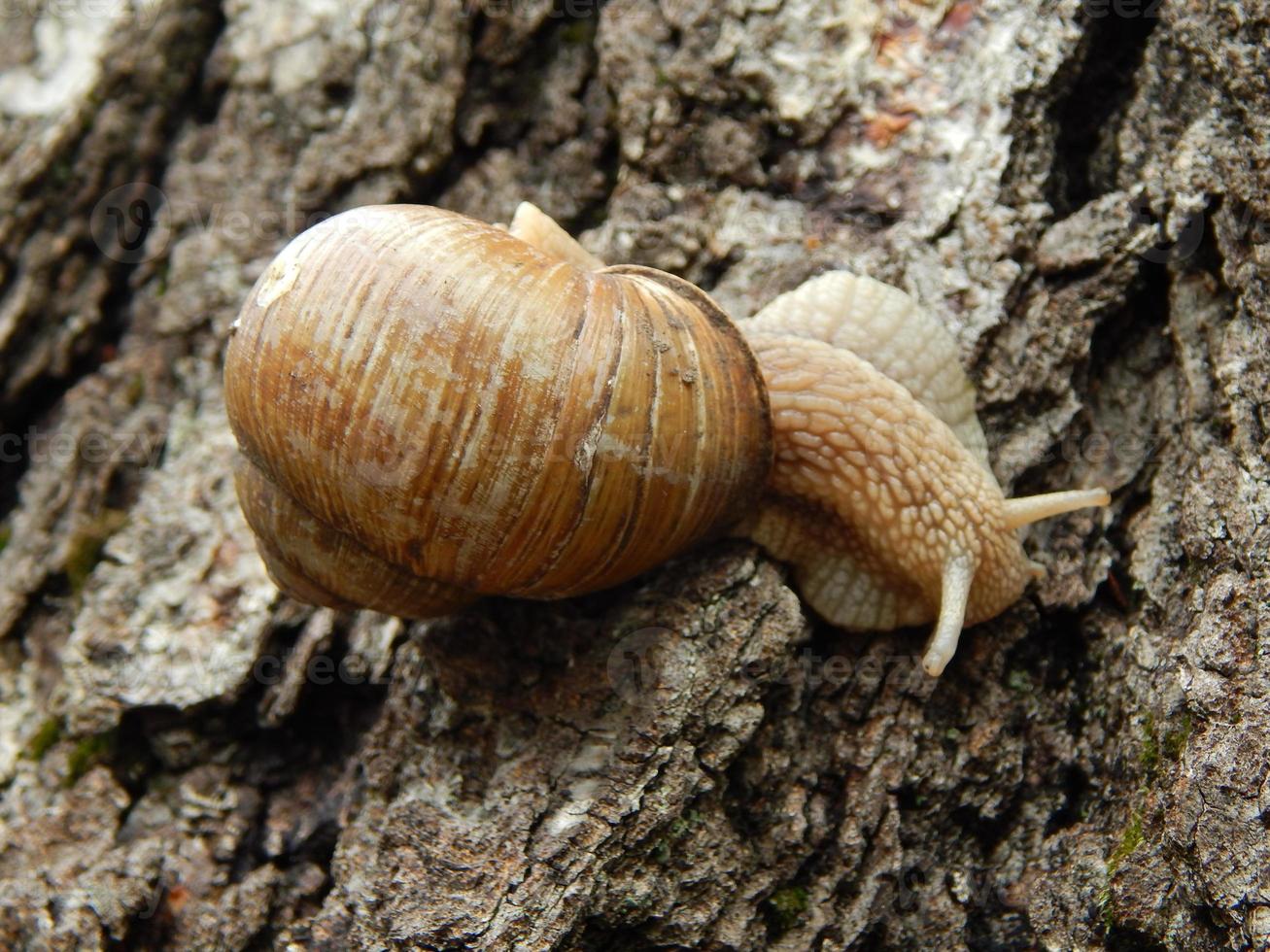 escargot rampant l'herbe verte dans le jardin photo