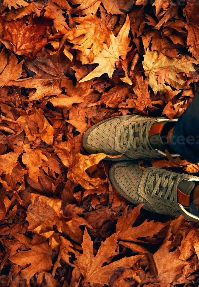 l'automne temps concept photo