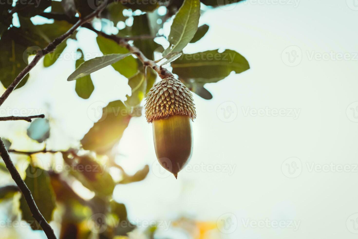 magnifique gland plus de ensoleillé ciel photo