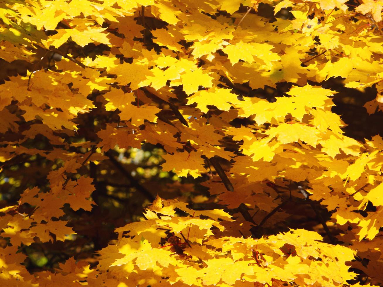 feuilles jaunes d'automne sur un fond de branche photo