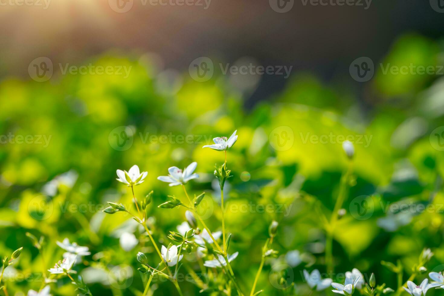 Frais fleurs sauvages Prairie photo