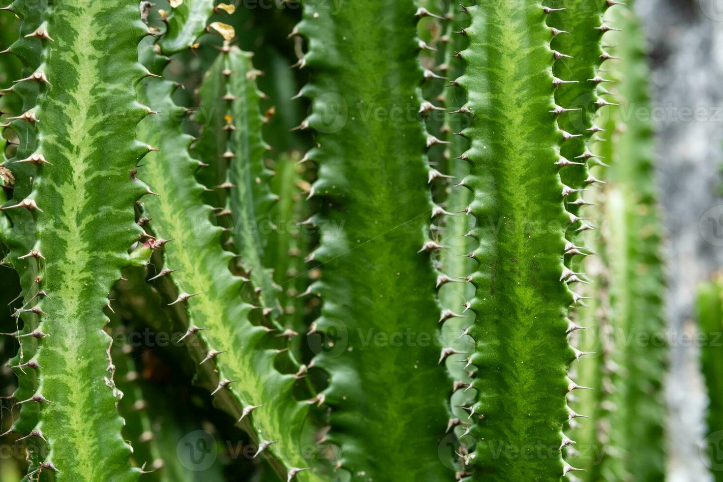 grand cactus plante. groupe de gros cactus. photo