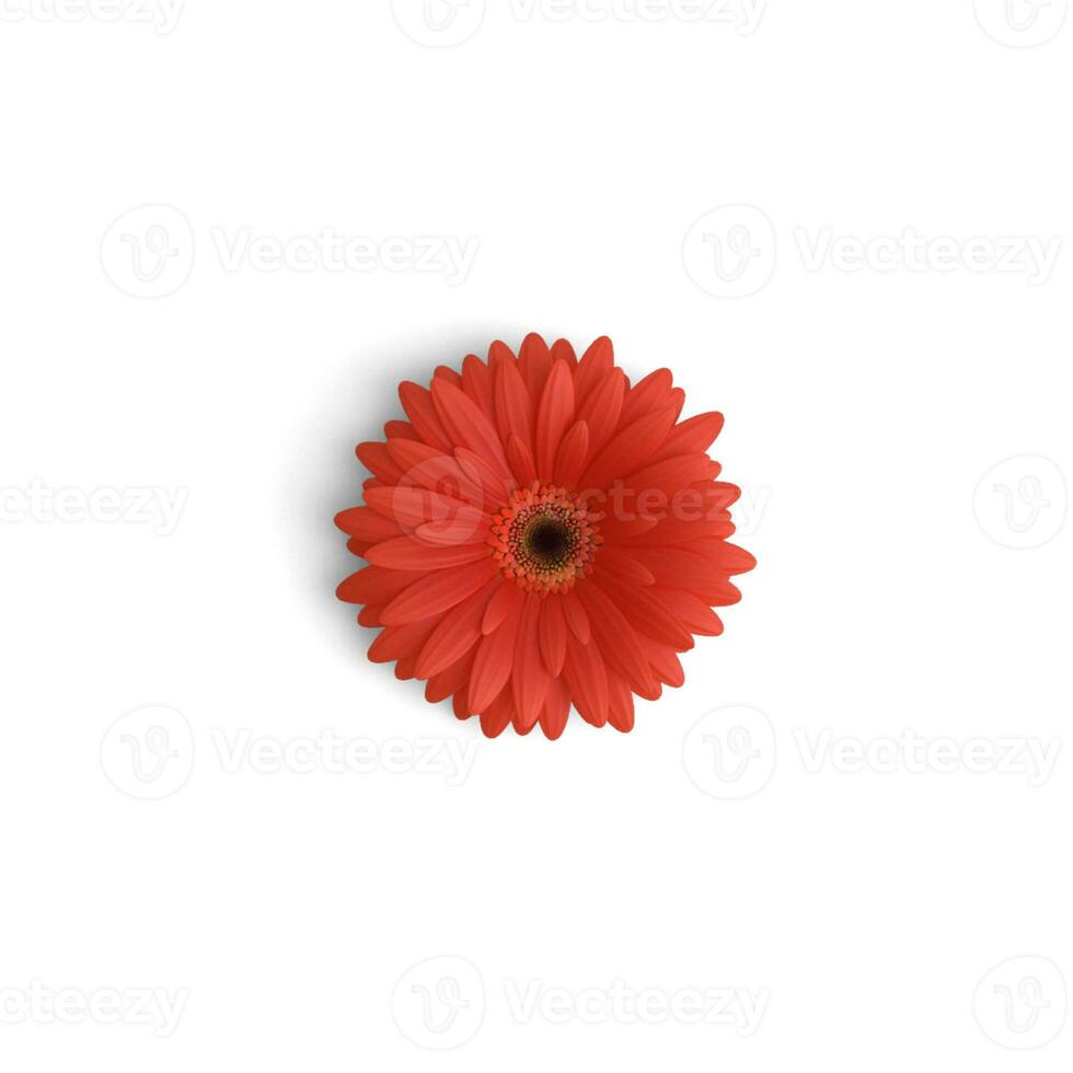 gerbera fleur rouge fleur éclat embrassement natures floral charme isolé sur blanc Contexte photo