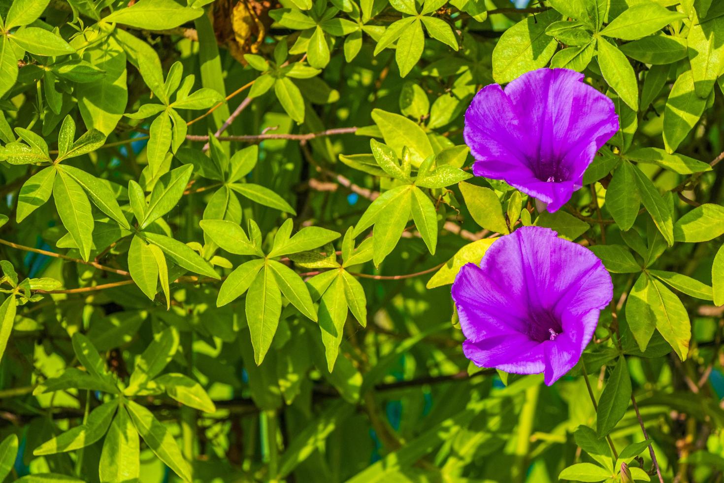 fleur de gloire du matin rose mexicaine sur clôture avec des feuilles vertes photo