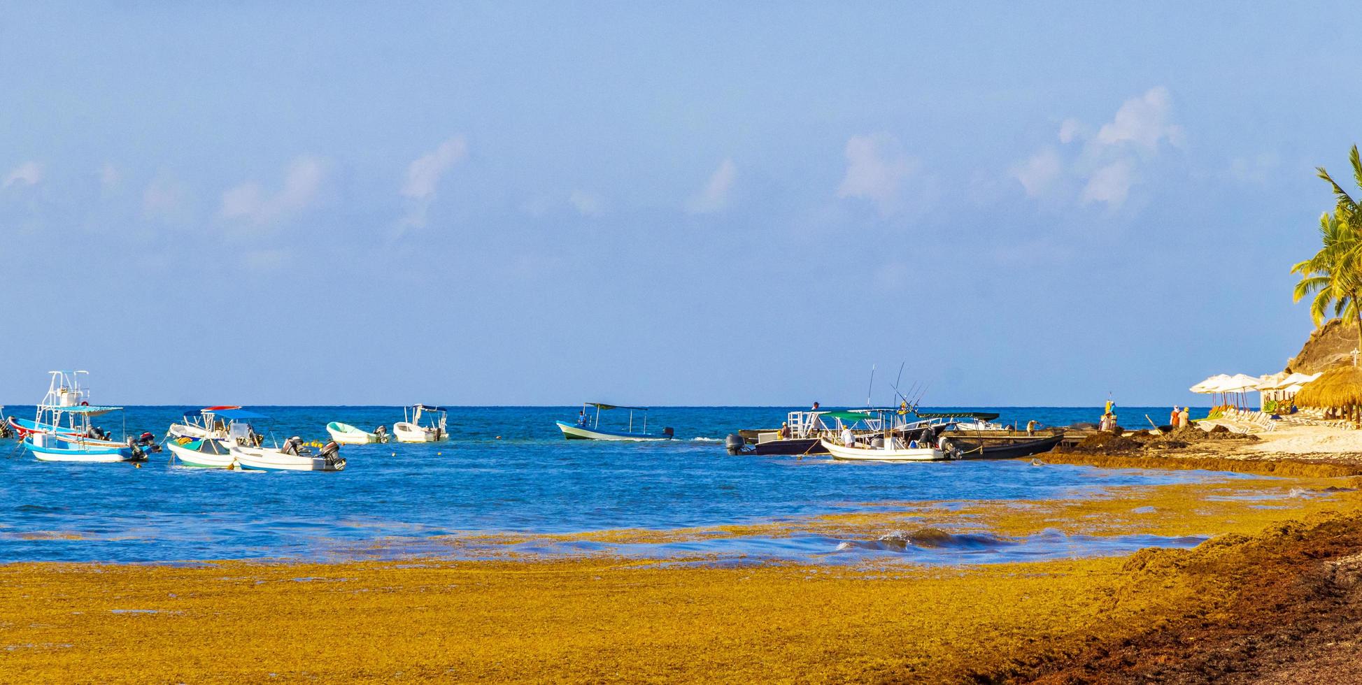 algues rouges très dégoûtantes plage de sargazo playa del carmen mexique photo