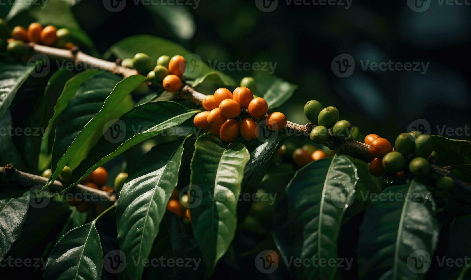 ai généré maturité café des haricots sur une branche entouré par vibrant vert feuilles, mise en évidence le Naturel processus de café cultivation photo