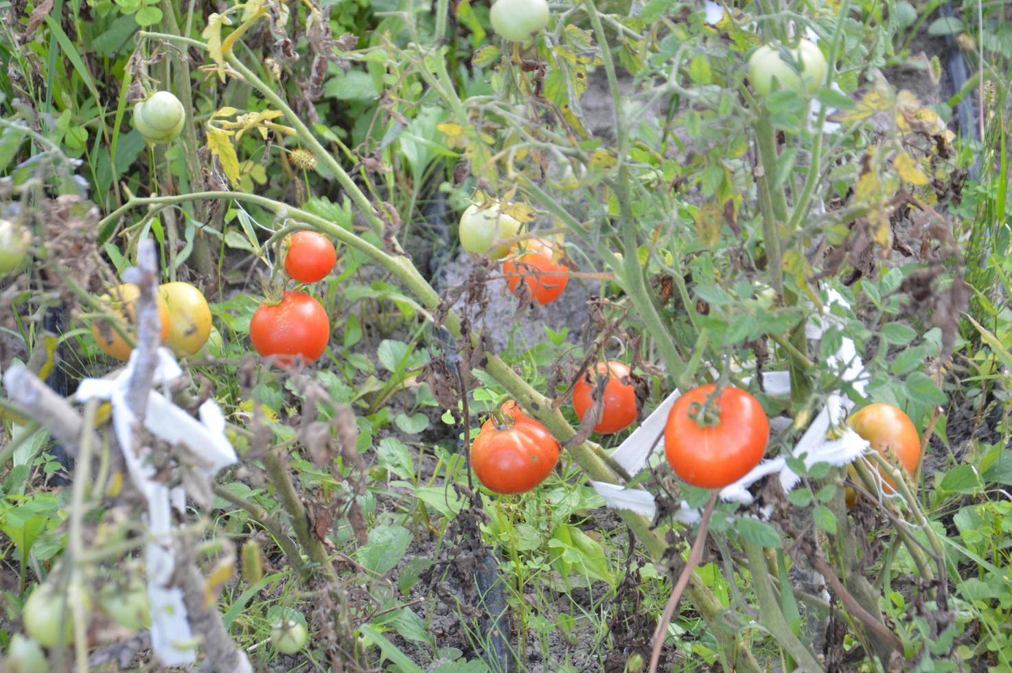 tomates mûres mûries dans le jardin photo