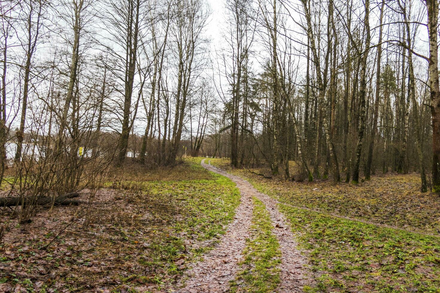 proche en haut coup de le des arbres dans le forêt. la nature photo