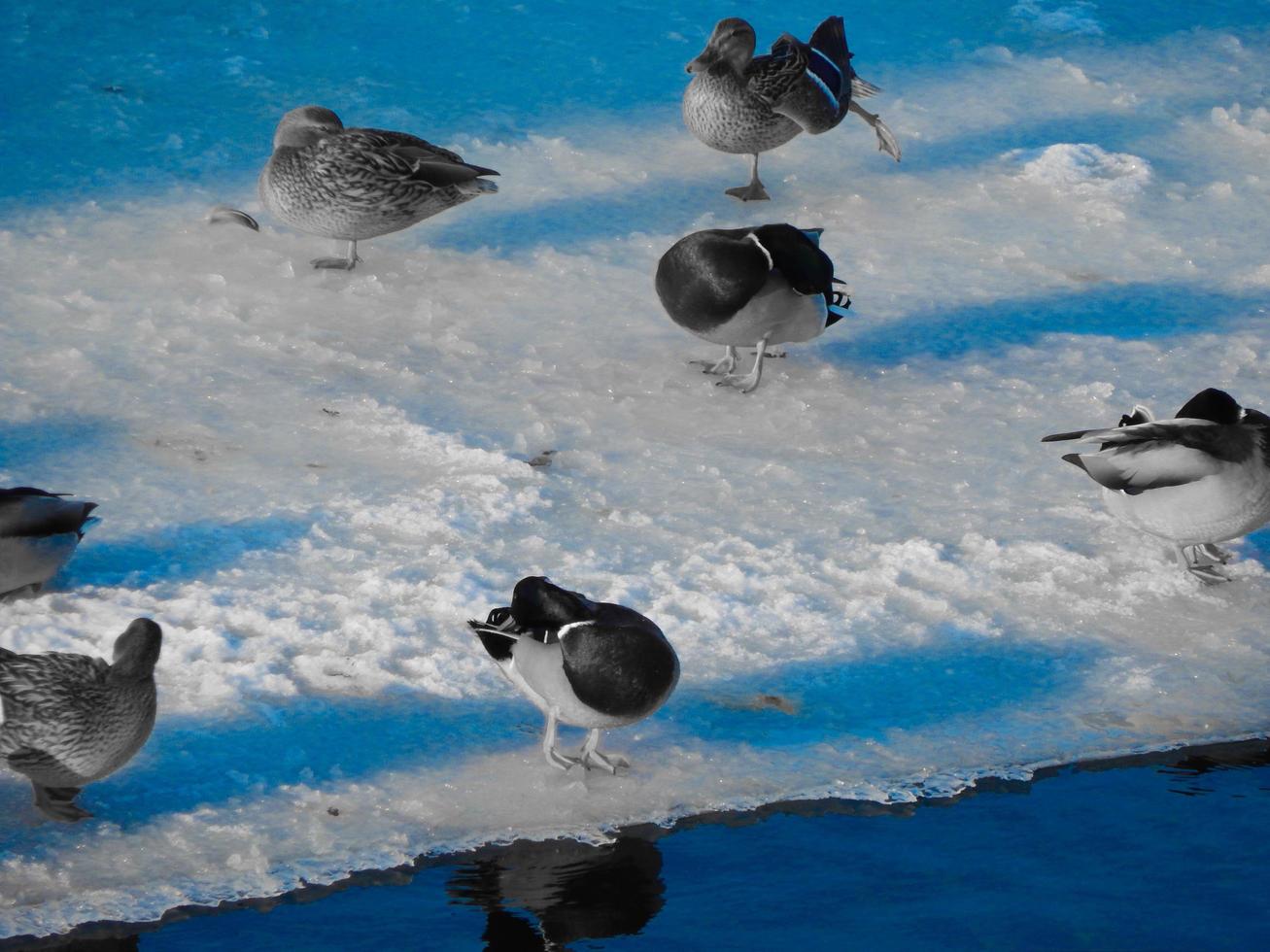 les canards s'assoient sur la glace et nagent dans la rivière photo