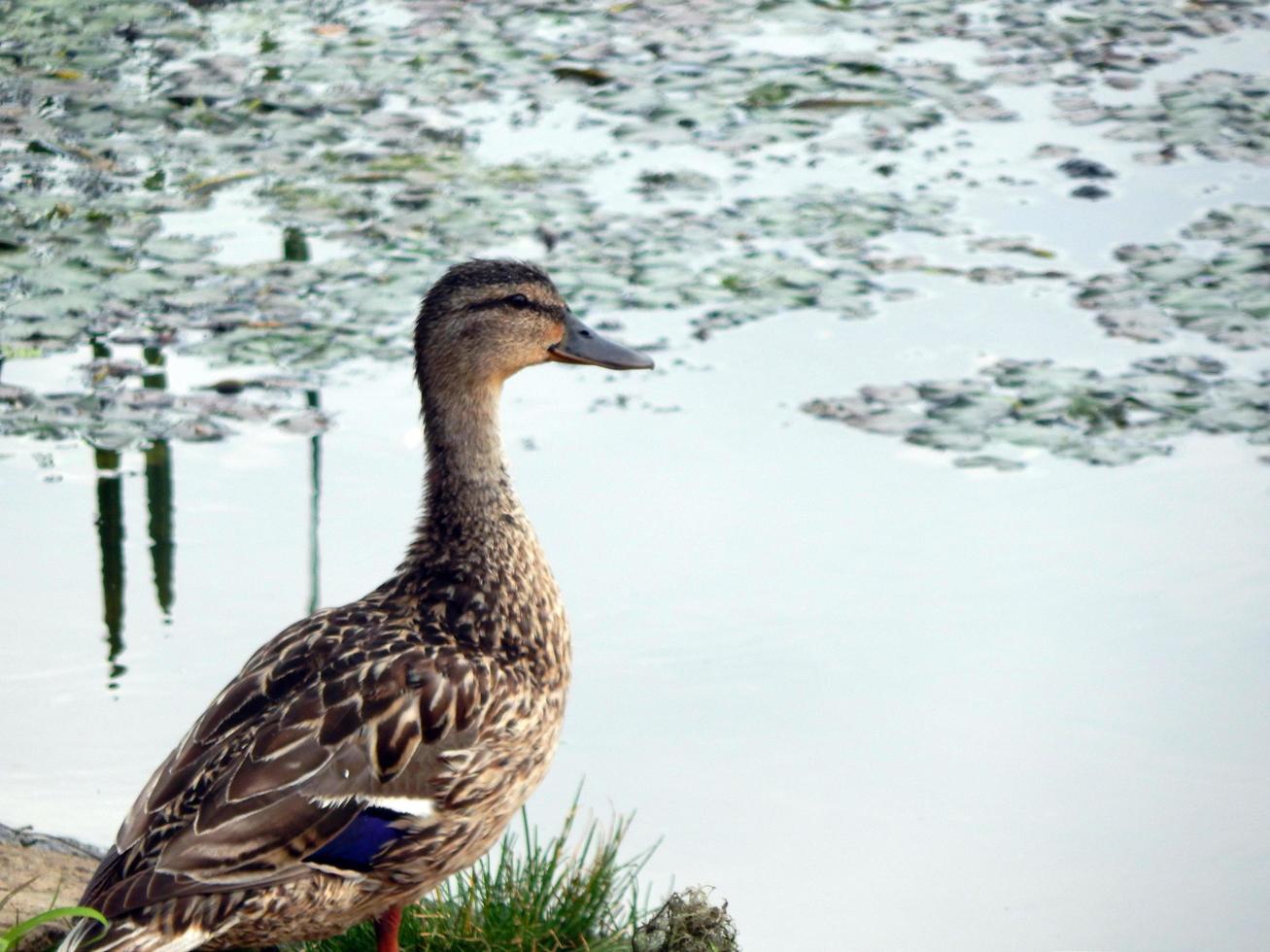 les canards nagent en été le long de la rivière sur l'eau photo