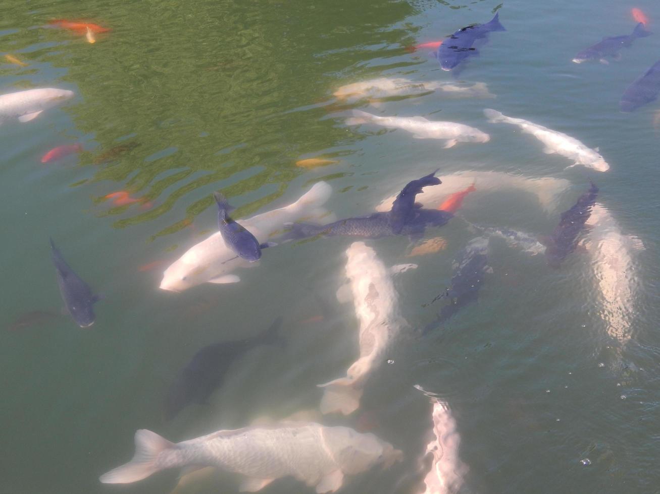 les poissons nagent dans le troupeau du réservoir d'eau photo