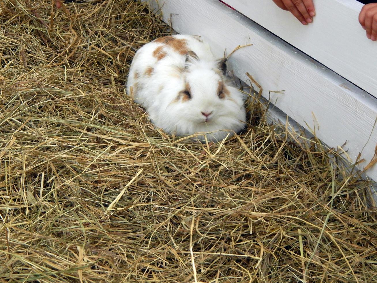 remettre le lapin photo