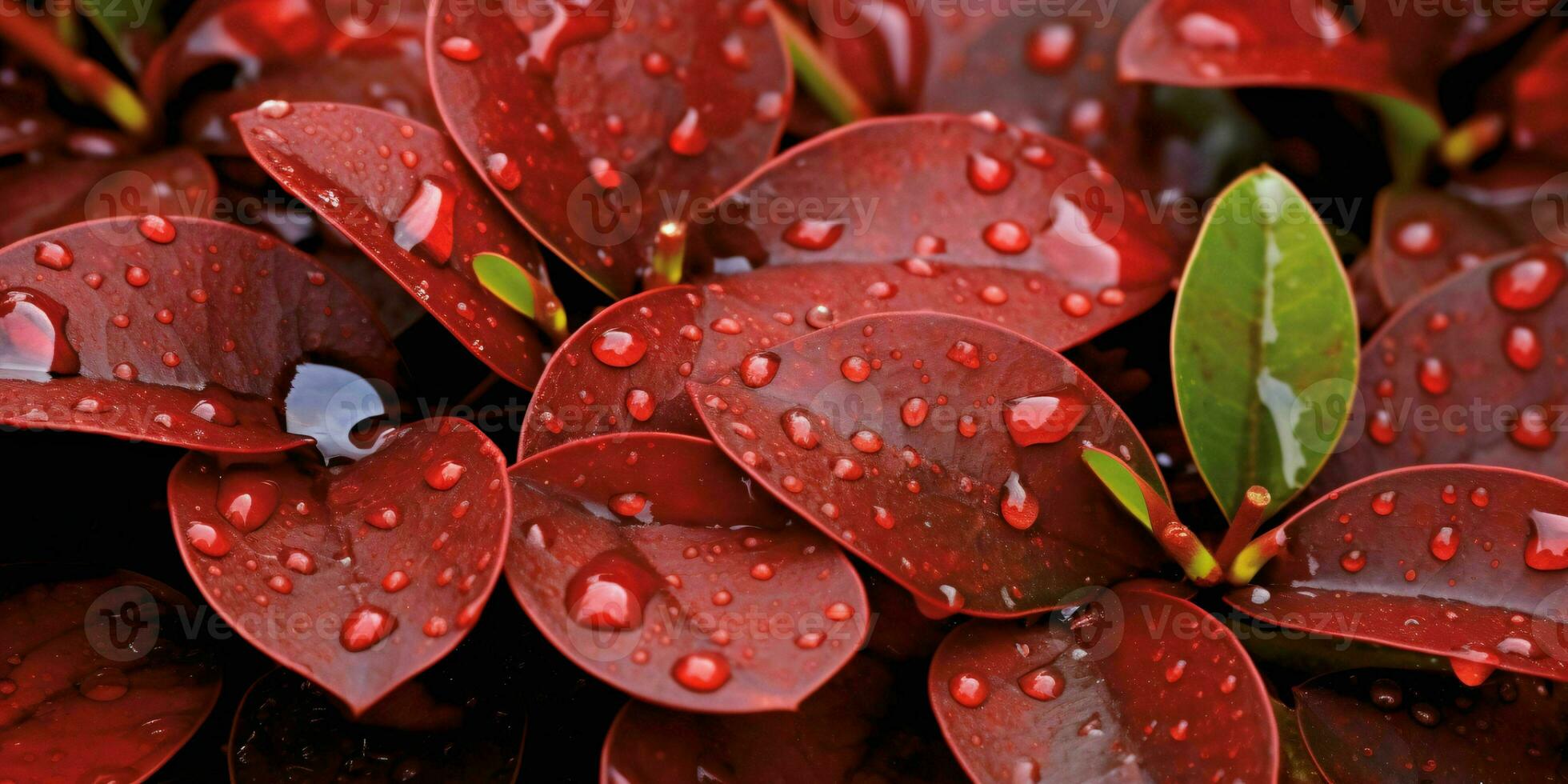 ai généré Frais rouge feuilles avec l'eau gouttelettes. proche en haut de feuille avec gouttes de pluie. génératif ai photo