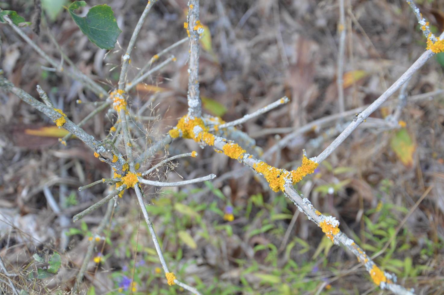 plantes et herbes de la forêt en été photo