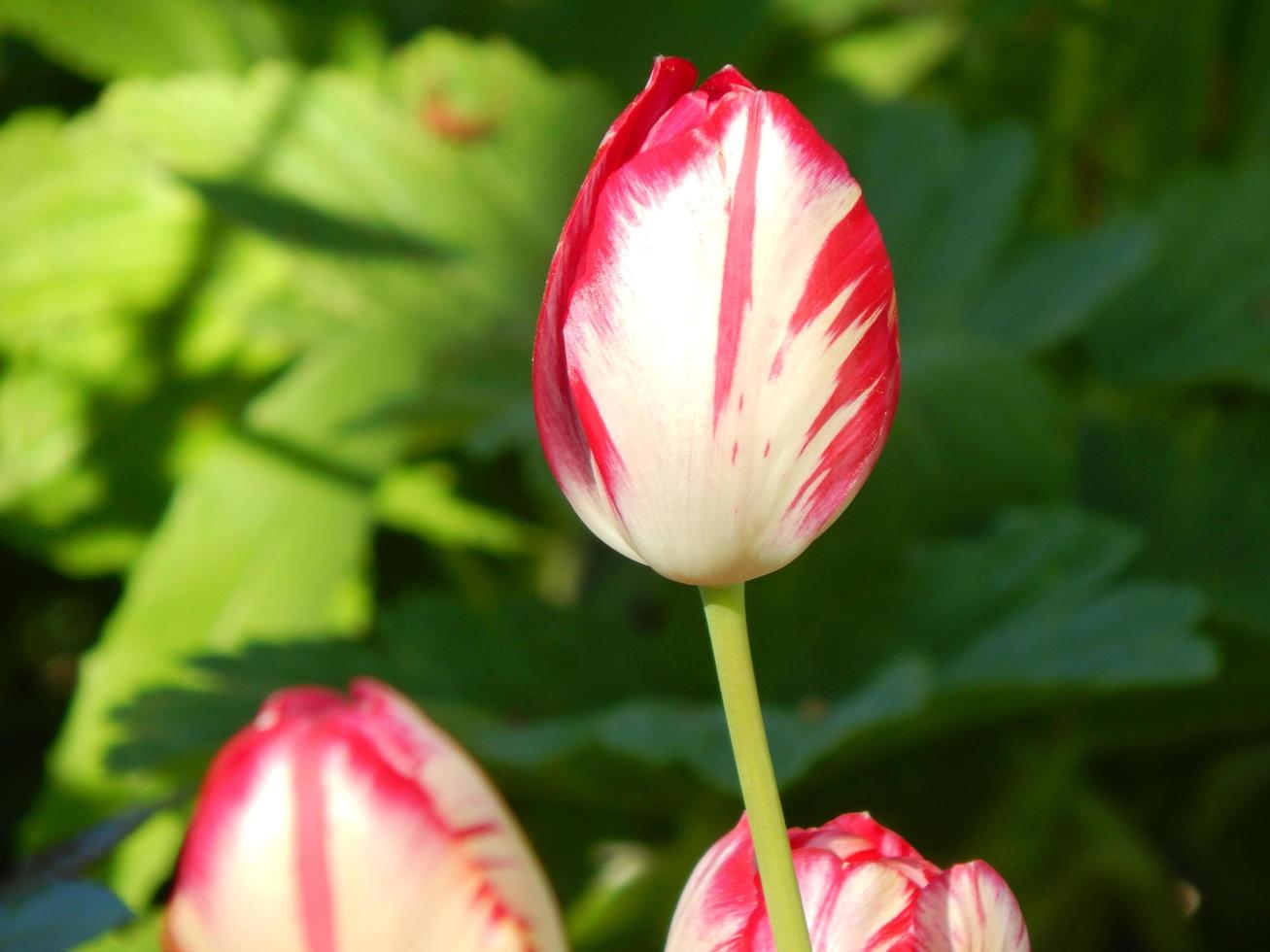 l'agriculture plantant des plantes et des fleurs de jardin photo