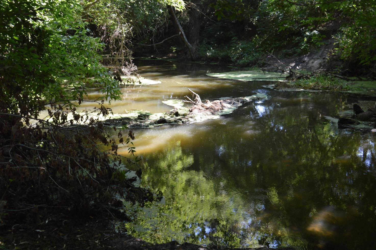 une petite rivière coule envahie de roseaux et bloquée par un barrage photo