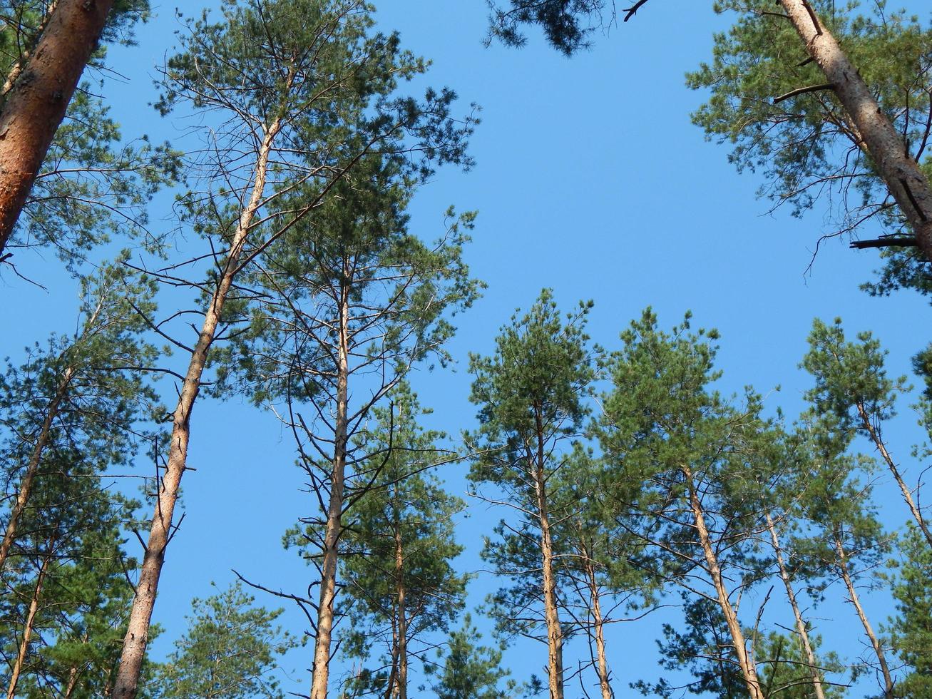 forêt paysage arbres fond d'écran l'arbre photo