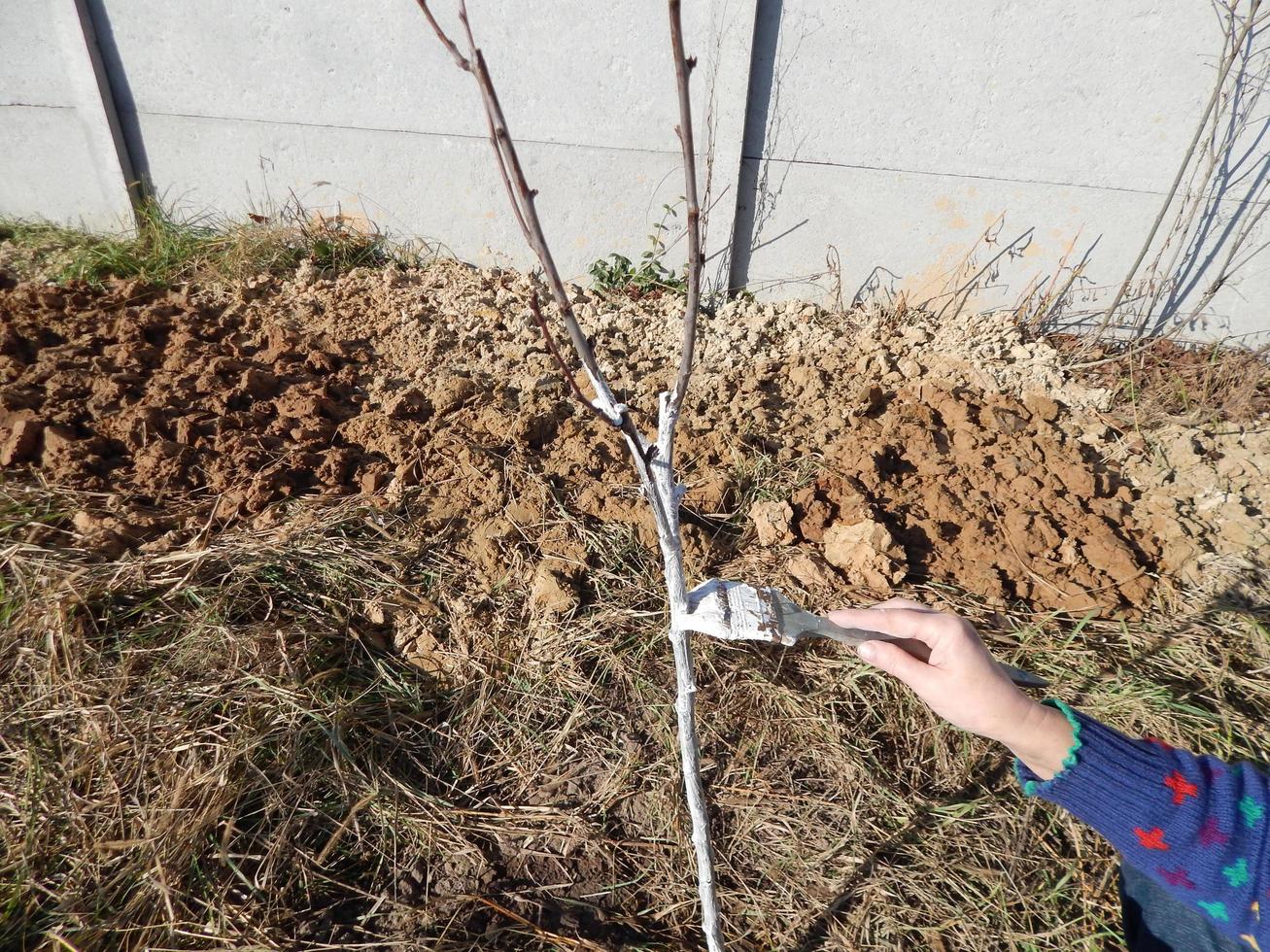 planter de jeunes plants d'arbres en automne dans le jardin photo