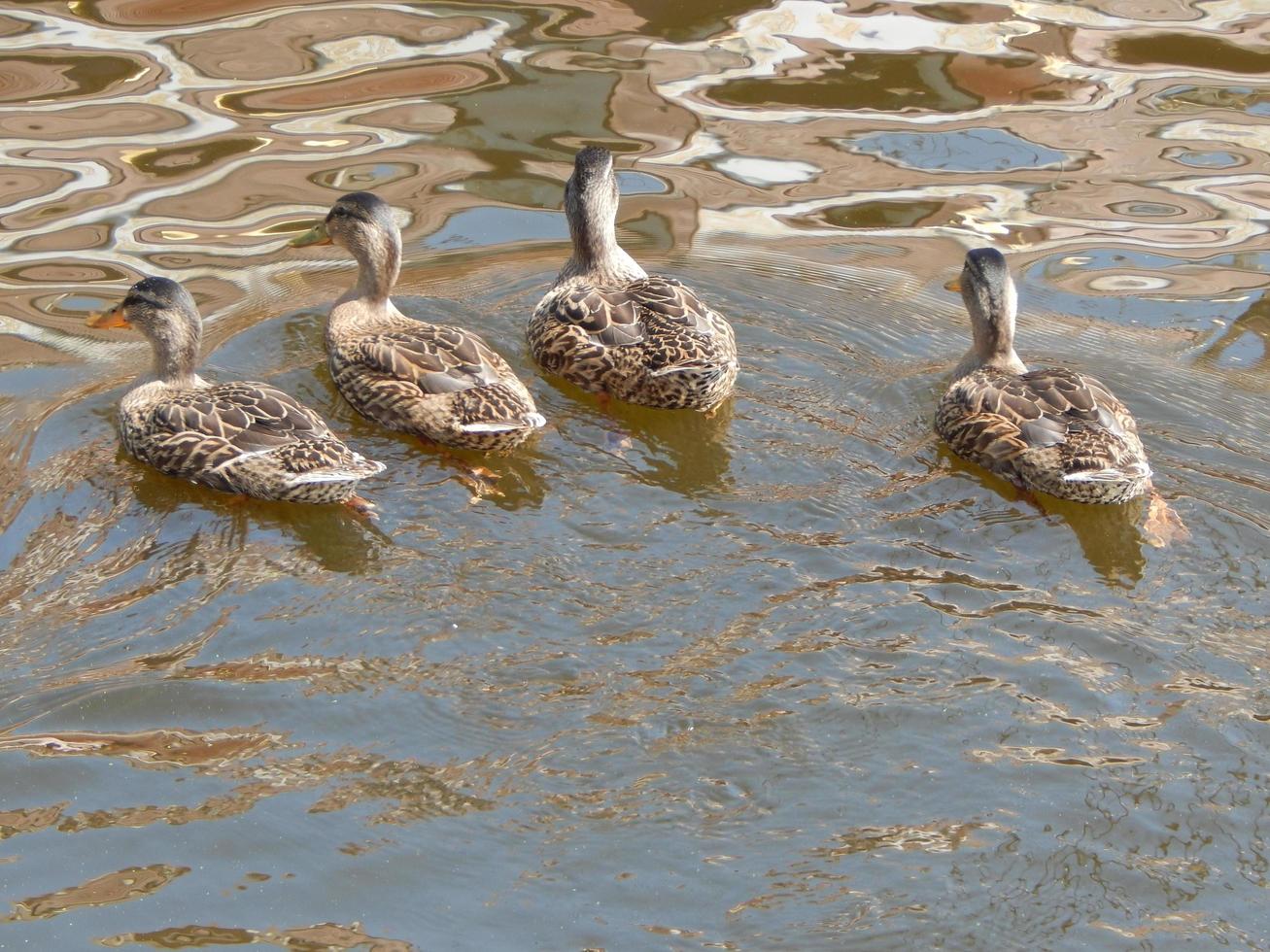les oiseaux du jardin et du parc flottent sur l'eau photo