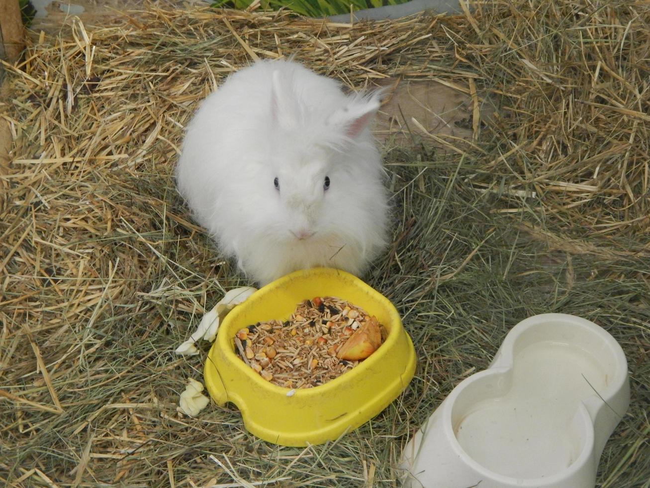 pépinière où sont élevés des lapins pour une ferme photo