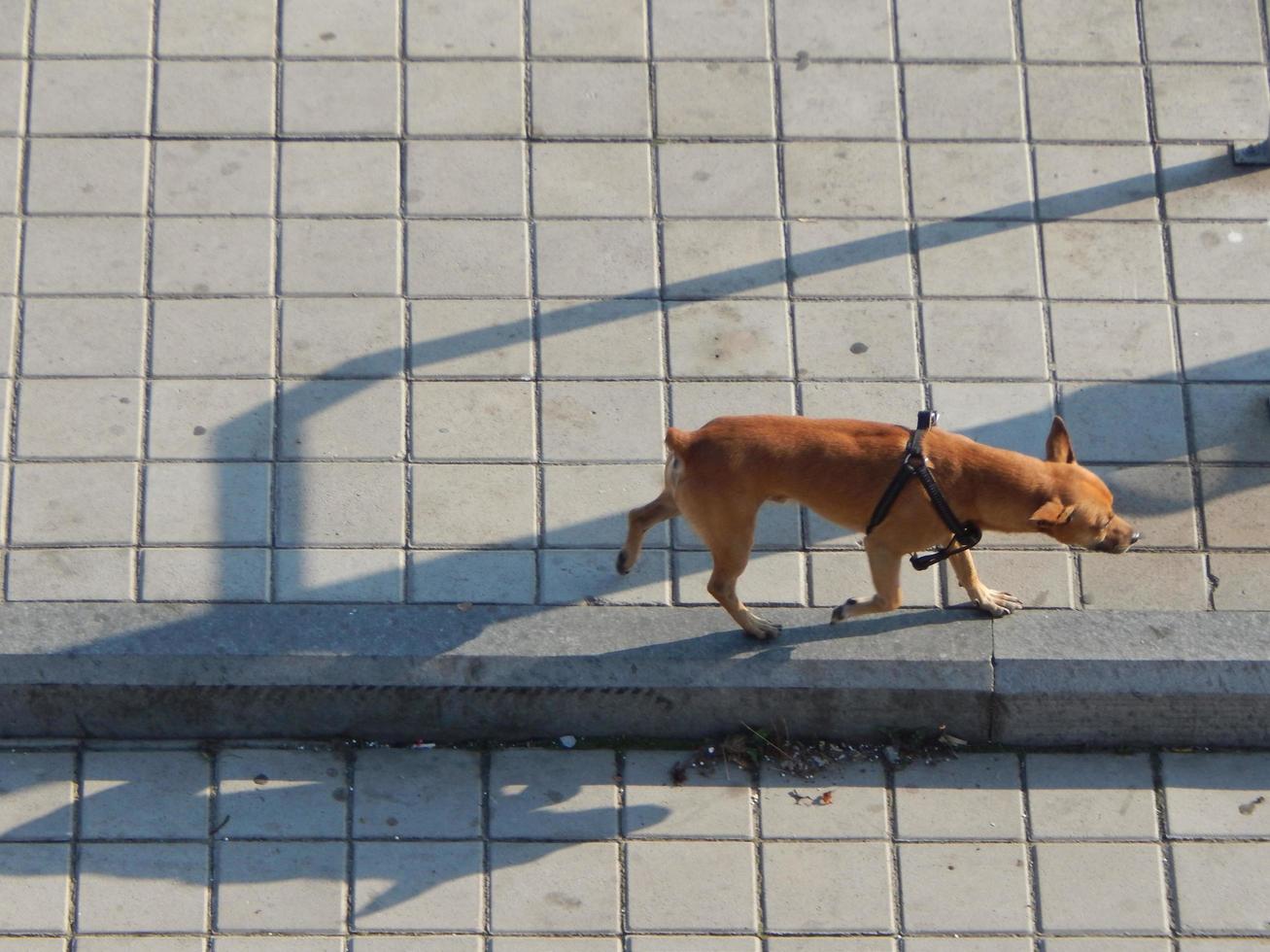 divers animaux dans la ville des oiseaux, chiens, insectes photo