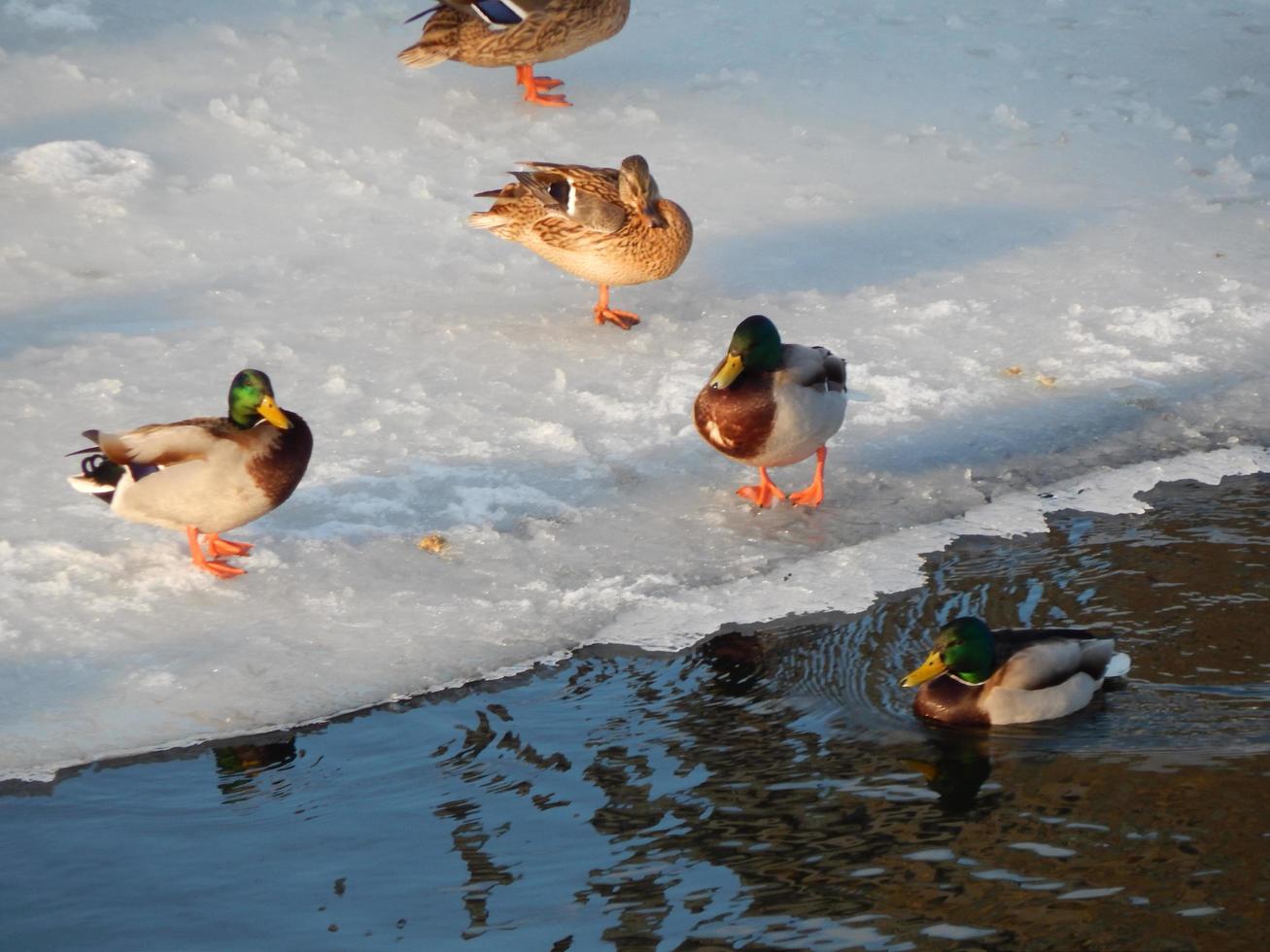 les canards s'assoient sur la glace et nagent dans la rivière photo