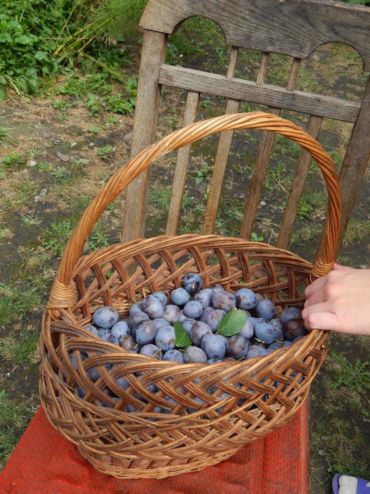 la nourriture du jardin et les légumes frais photo