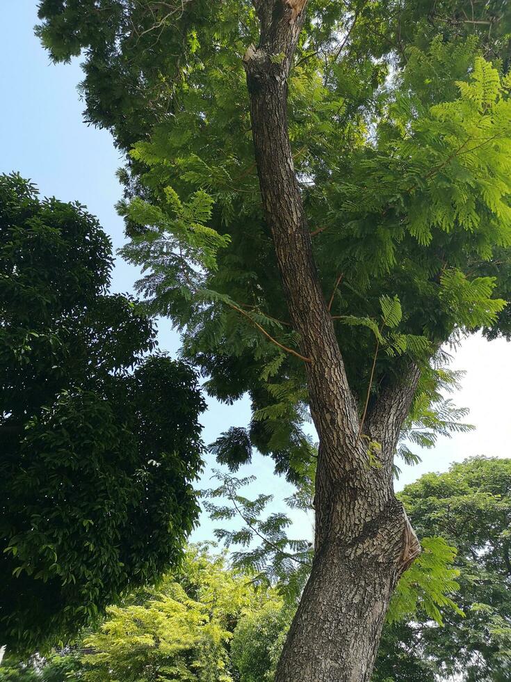 buisson arbre texture nature vert feuilles fond écorce tronc surface rugueuse texture plante et nuage blanc ciel bleu photo