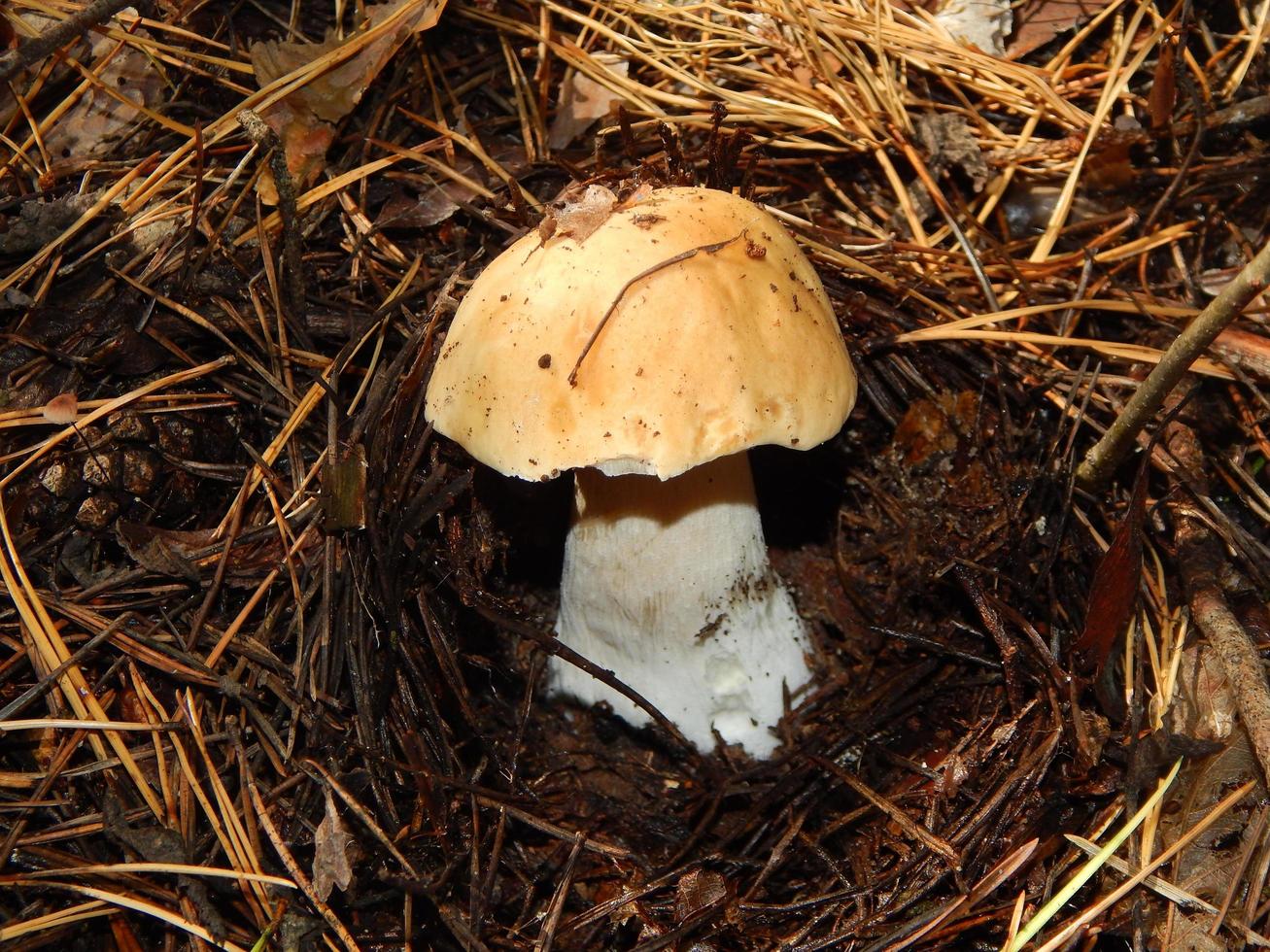 collecte et préparation des champignons comestibles d'automne photo