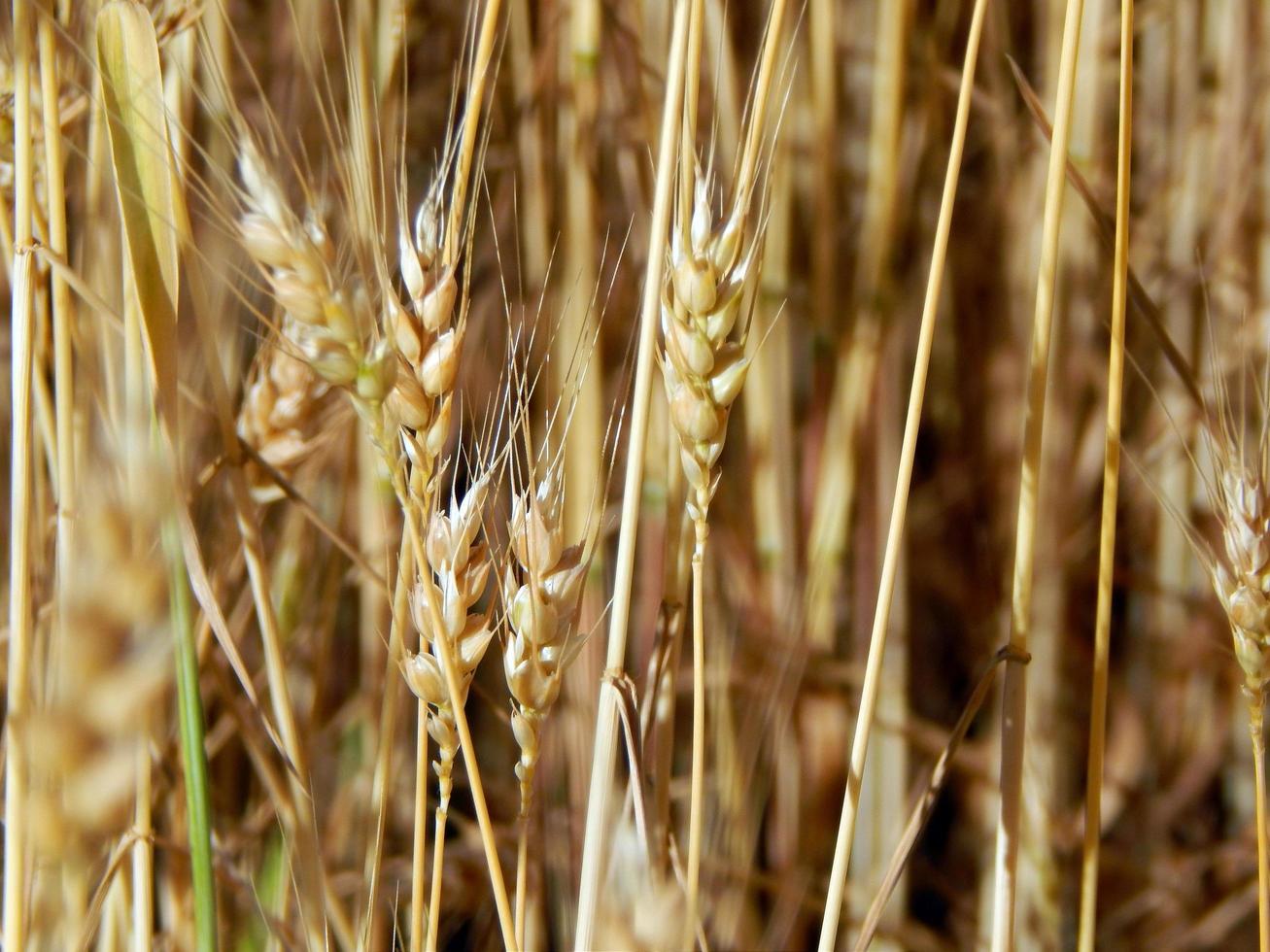 texture de champ de blé de foin photo