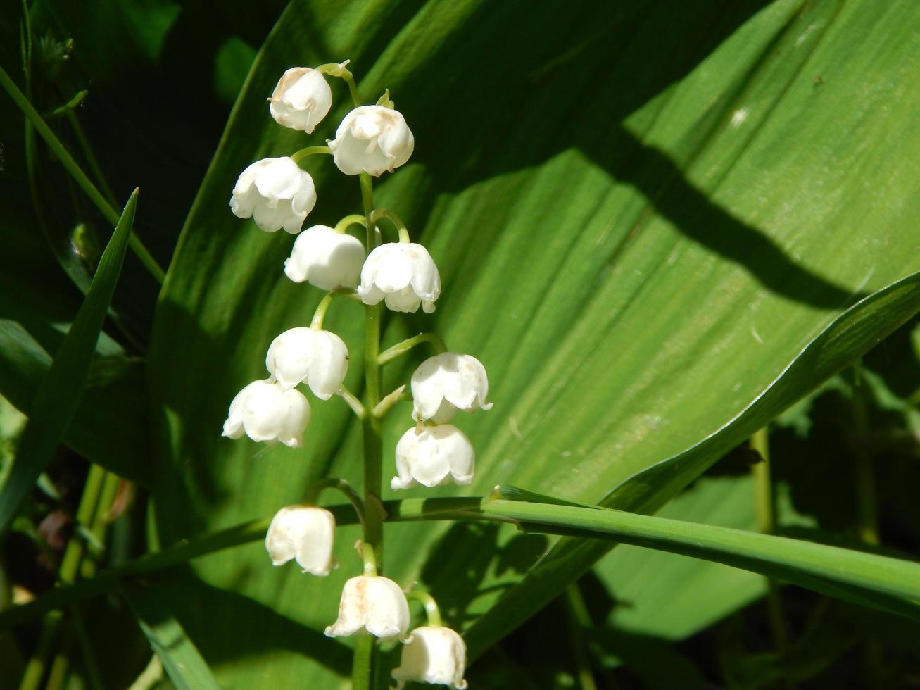 l'agriculture plantant des plantes et des fleurs de jardin photo