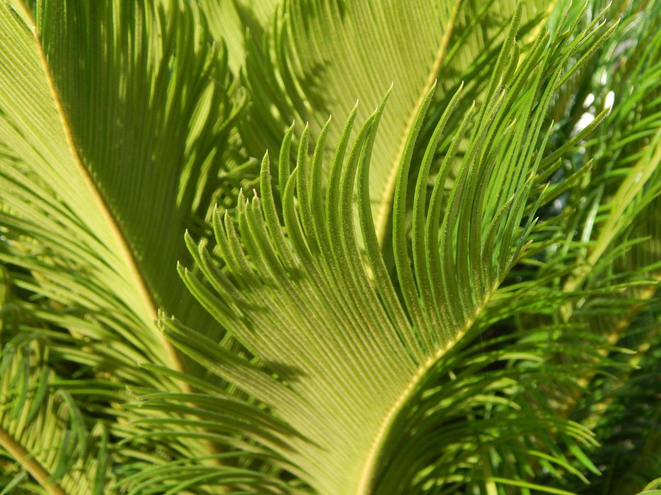 texture nature arbre fleurs photo