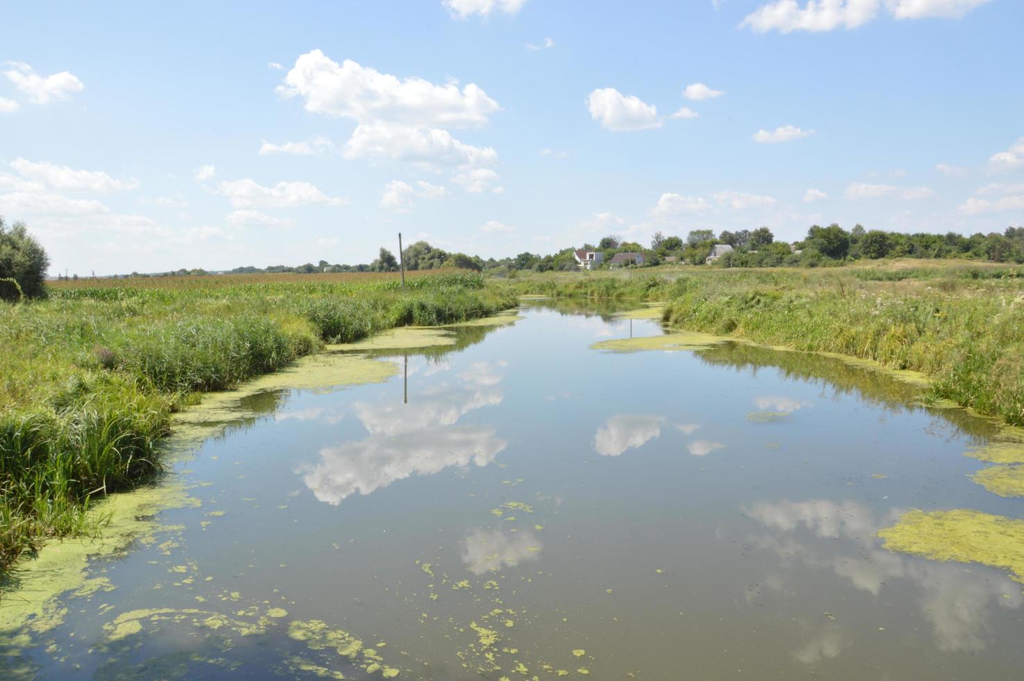 une petite rivière coule envahie de roseaux et bloquée par un barrage photo