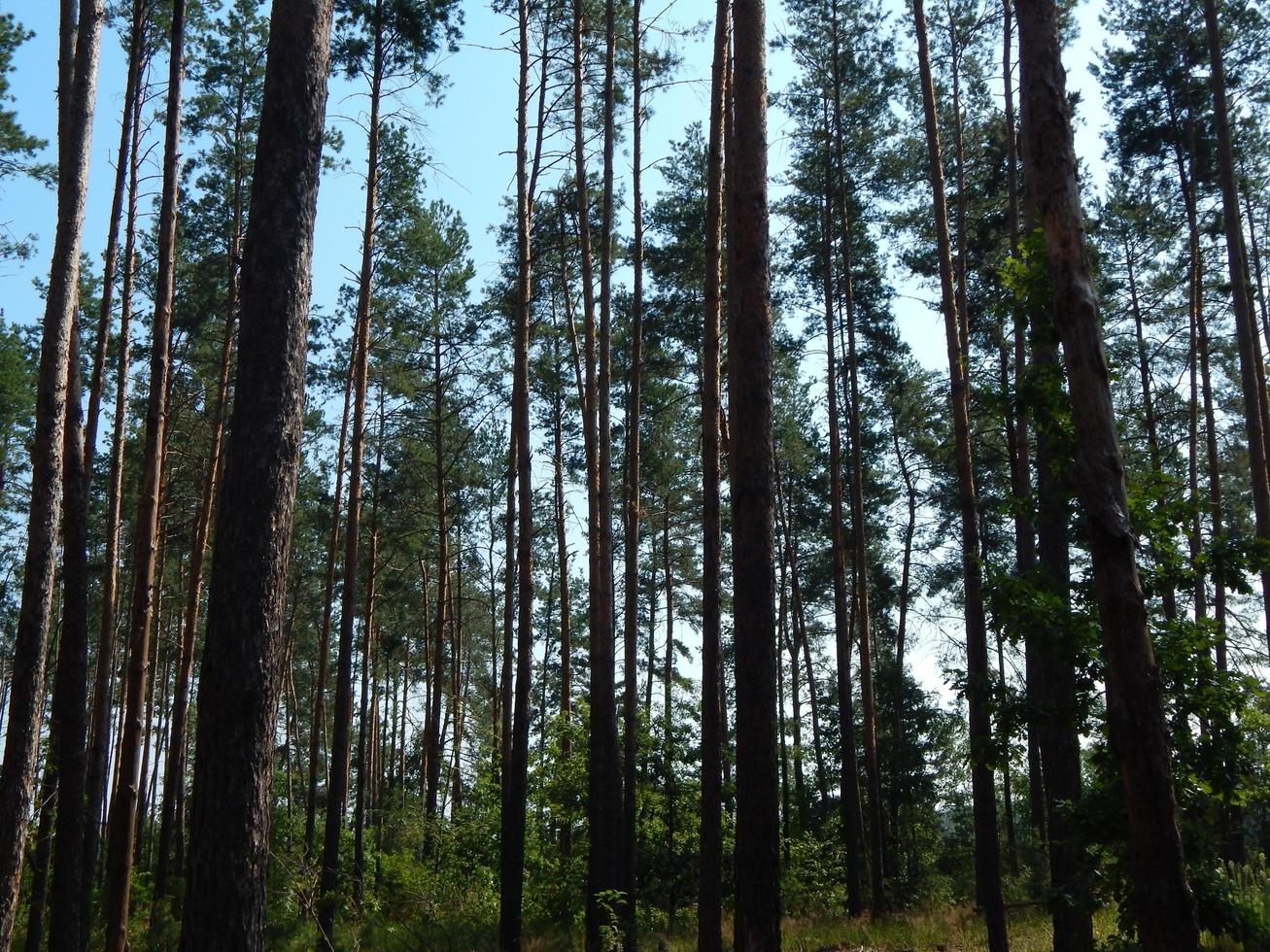 forêt paysage arbres fond d'écran l'arbre photo