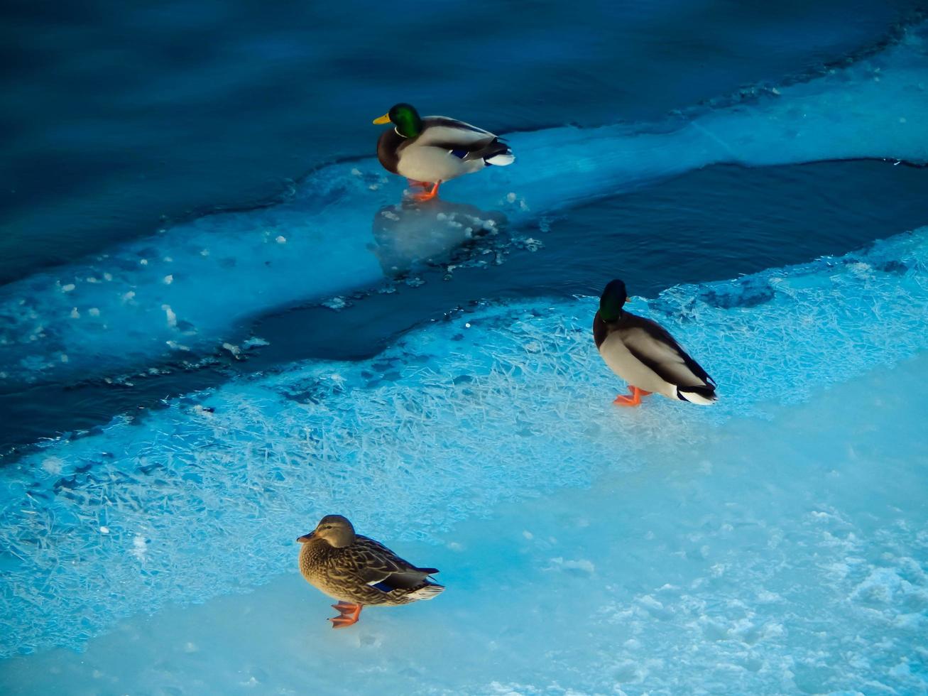 les canards s'assoient sur la glace et nagent dans la rivière photo