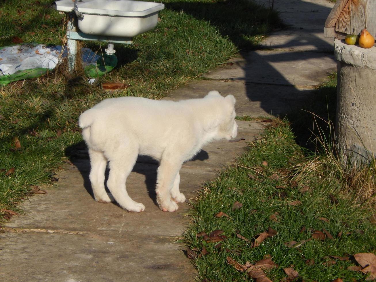 alabai chiot chien dans la cour photo