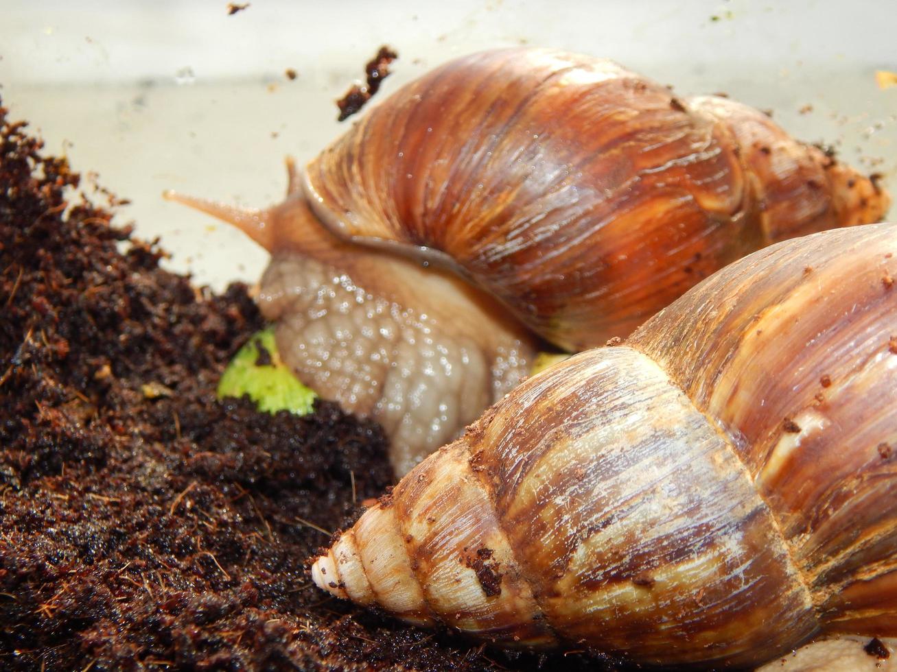 l'élevage de gros escargots dans le terrarium de la maison photo