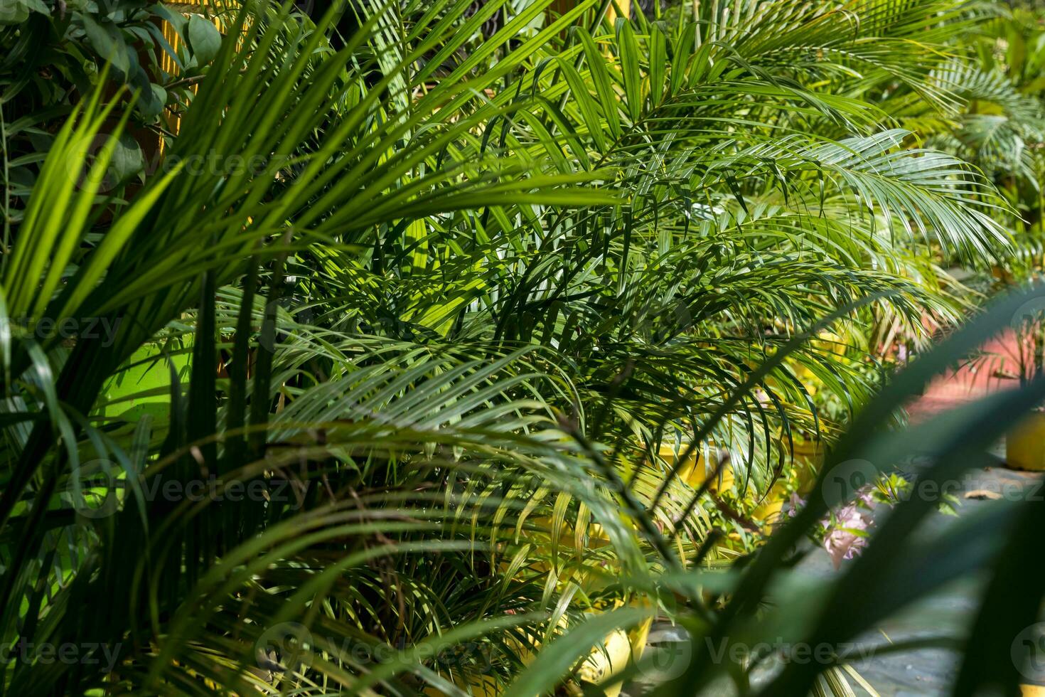 silhouettes de noix de coco des arbres paumes contre le bleu ciel de Inde photo