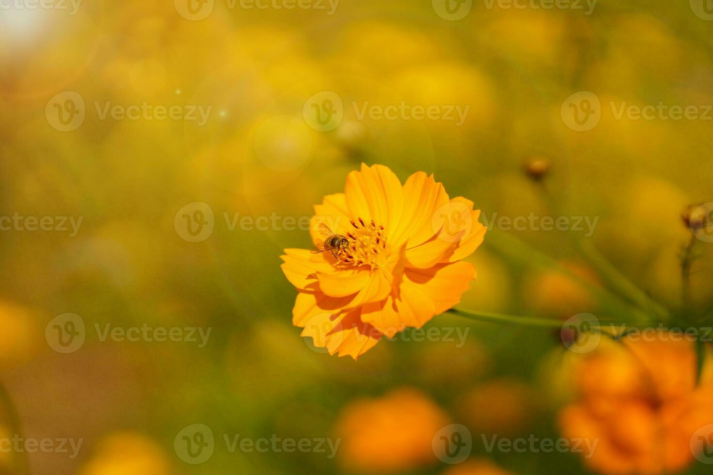 petit Jaune avec abeille sont en volant à trouver pollen et nectar de fleurs sur floue jardin et Soleil éclater Contexte. photo