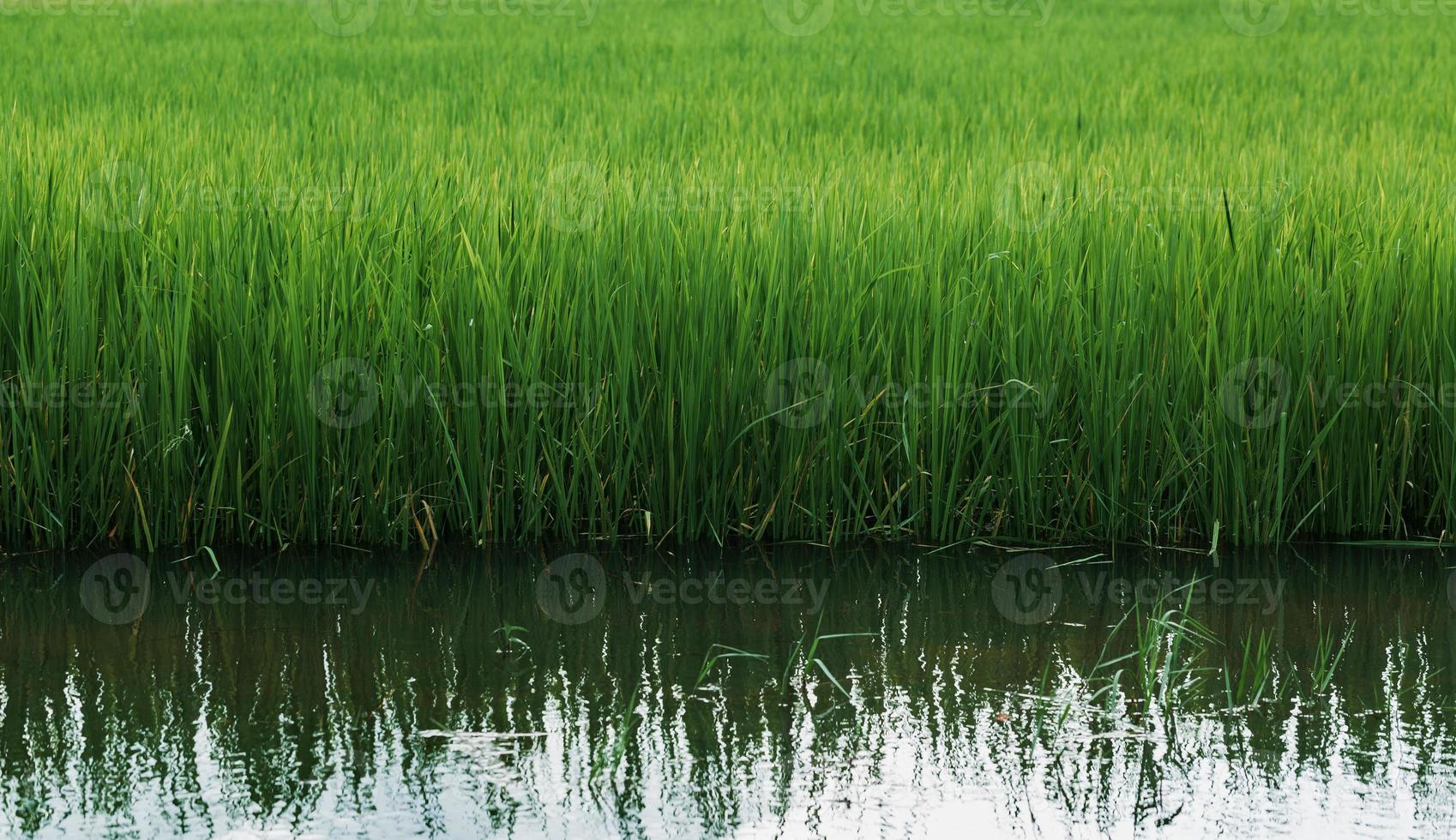 rizières en croissance à moyen terme photo