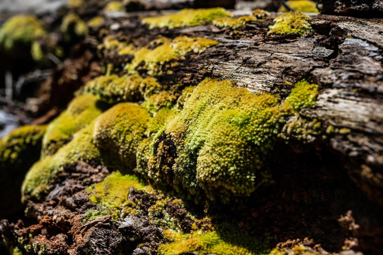 la mousse verte pousse à la racine de l'arbre. texture de mousse dans la nature pour le papier peint. mise au point douce. photo