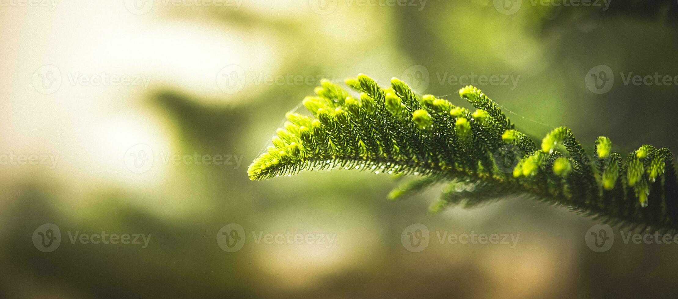 pin feuilles et d'or lumière Contexte de Matin lever du soleil, vert pin des arbres. photo