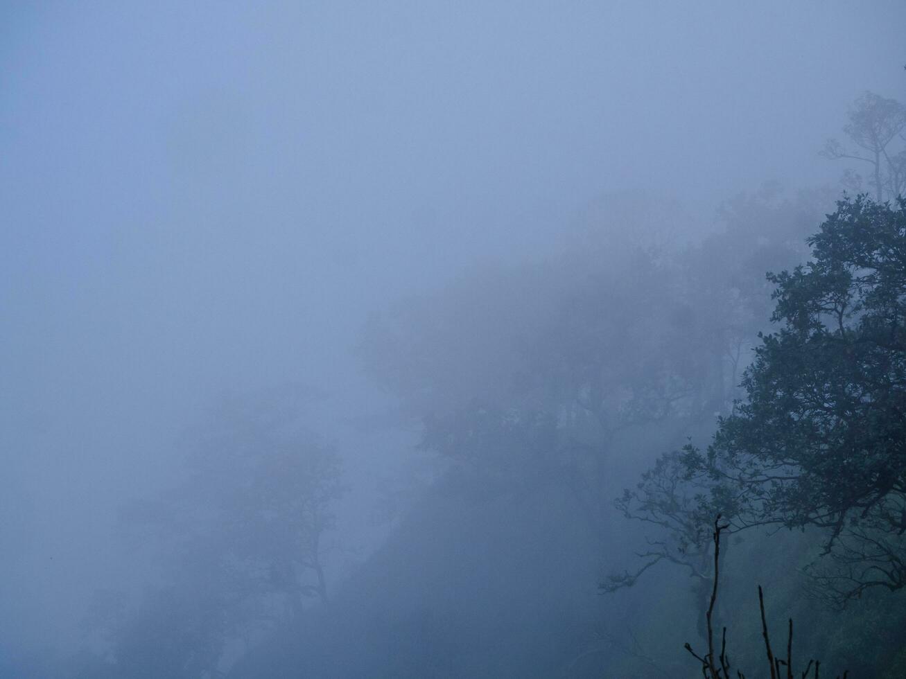 Matin brouillard dans le vallée, brumeux forêt, la nature voir, papier peint photo