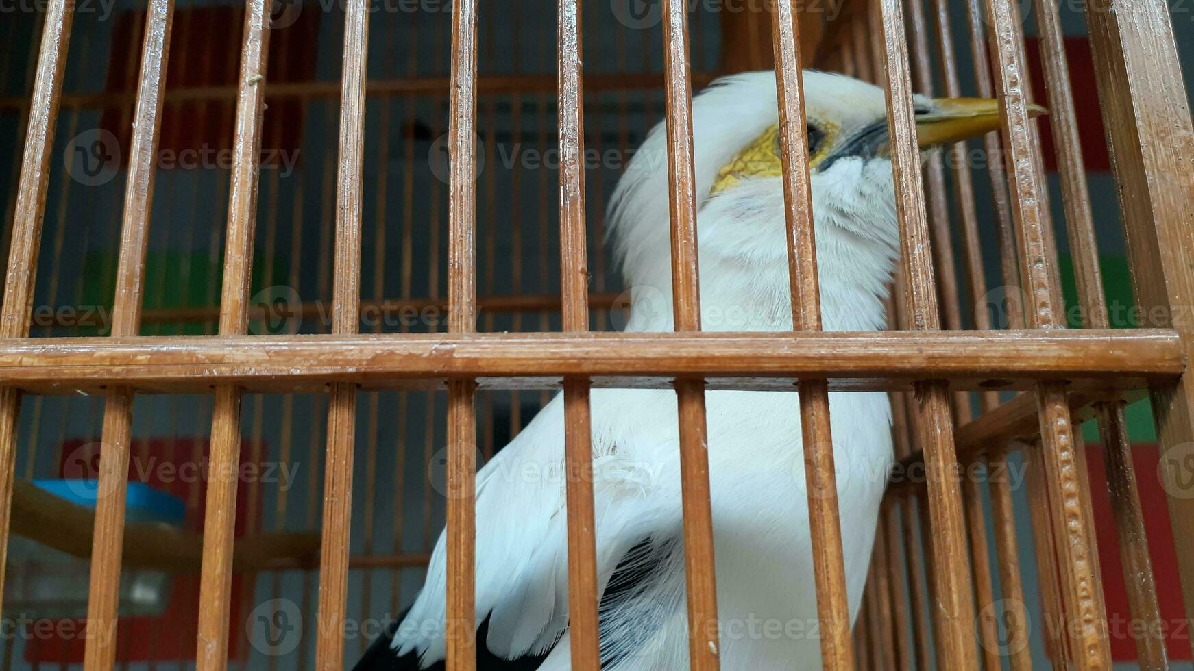 image de une oiseau dans une cage photo