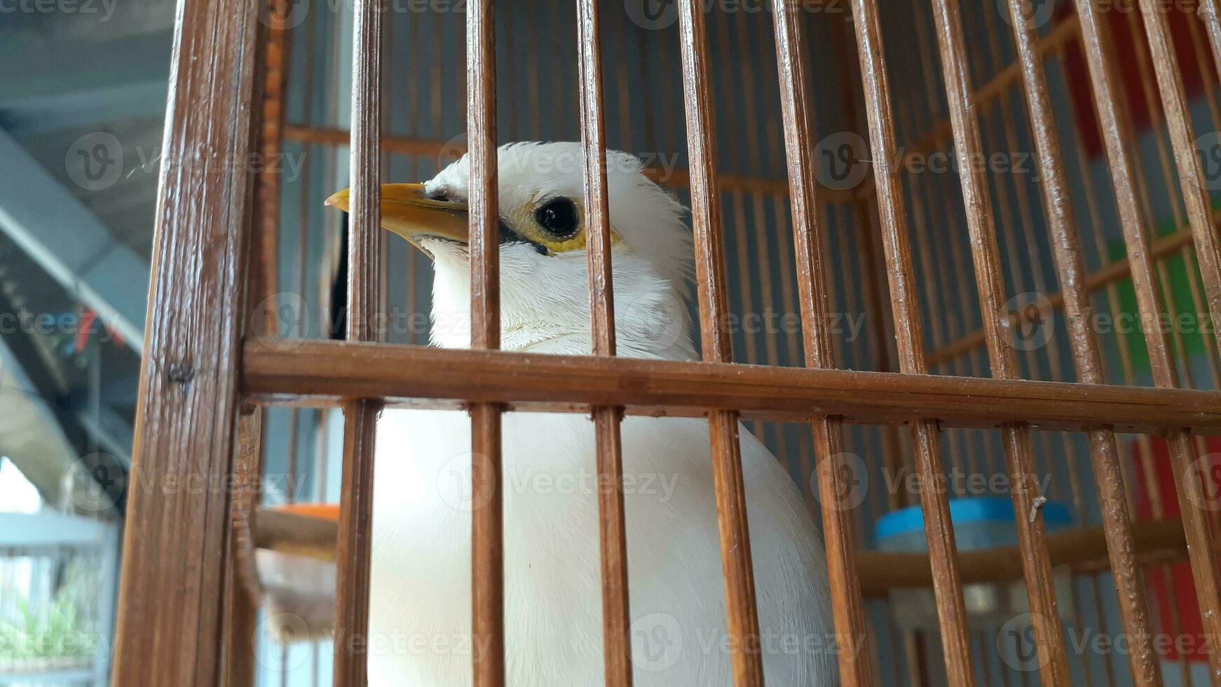 image de une oiseau dans une cage photo