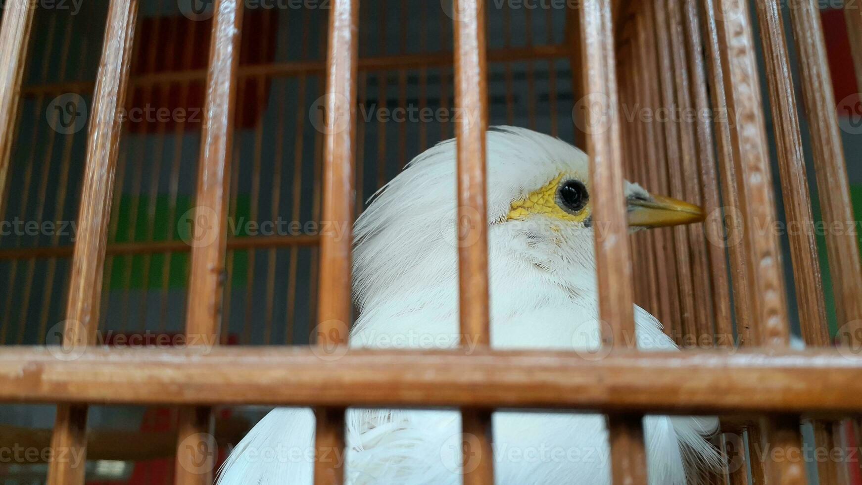 image de une oiseau dans une cage photo