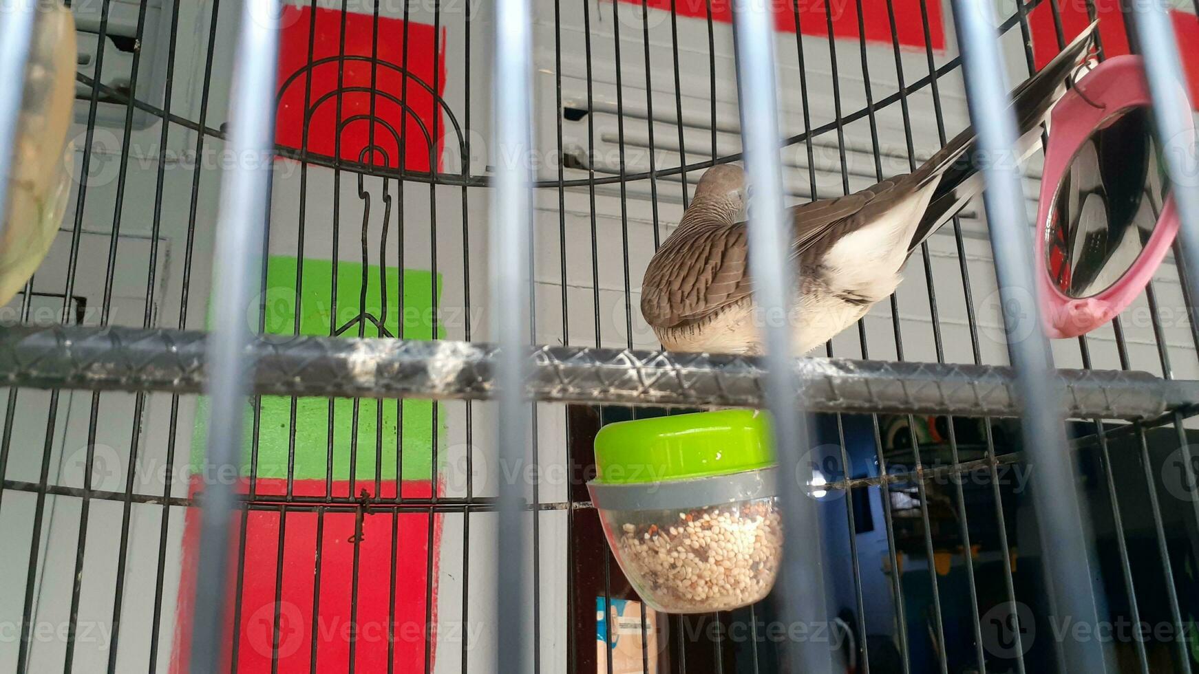 image de une oiseau dans une cage photo