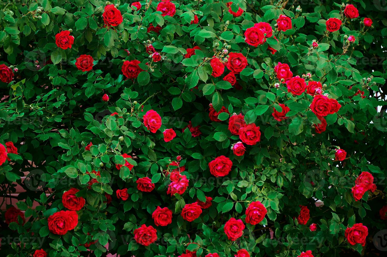 grand buisson avec beaucoup rouge des roses fermer. magnifique floral Contexte. photo