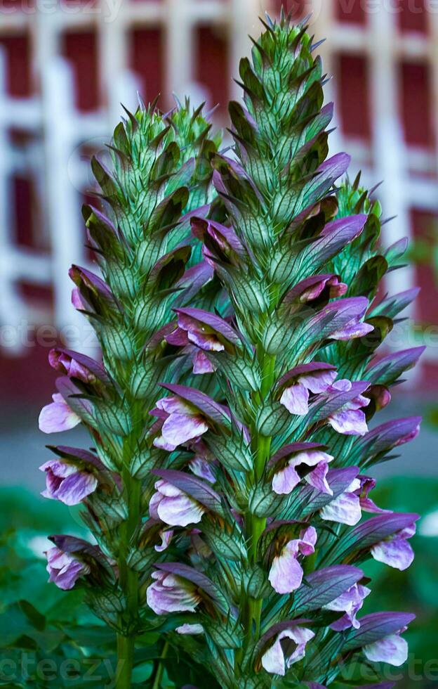 magnifique violet acanthe dans le jardin fermer. photo