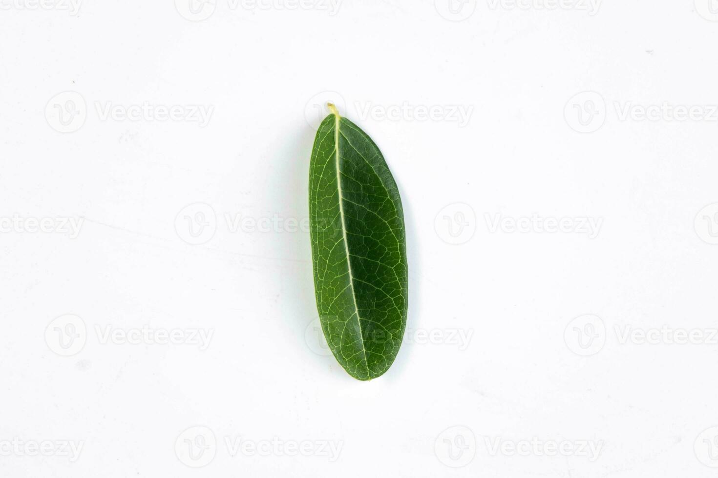 un vert feuille de une tropical arbre isolé sur blanc Contexte. photo